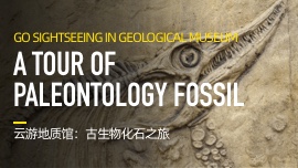 Go Sightseeing in Geological Museum A Tour of Paleontology Fossil