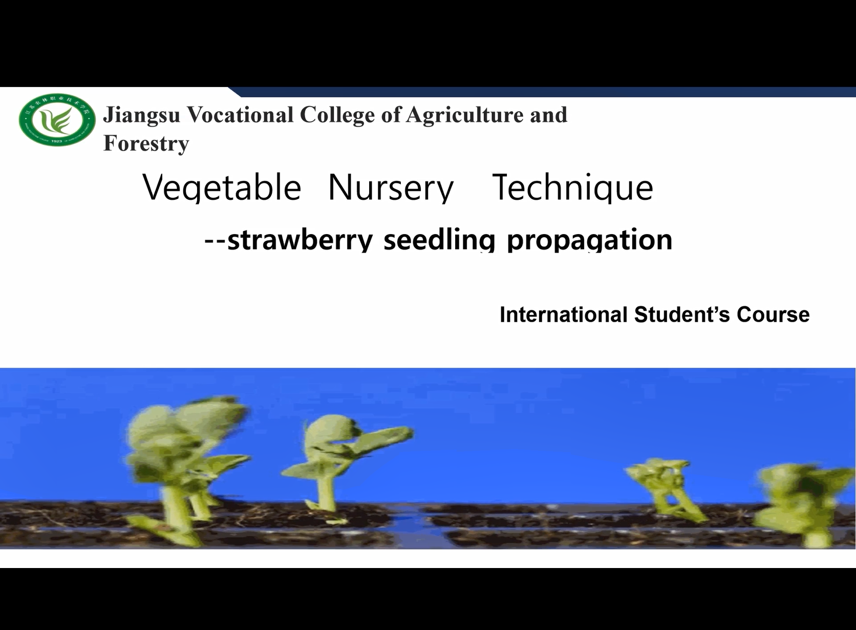 Strawberry Seedling Cultivation