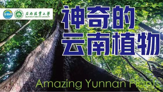 Amazing Yunnan plants