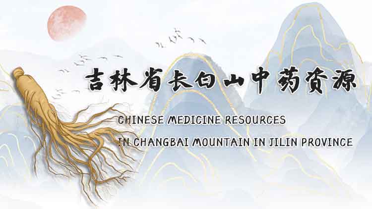 Chinese Medicine Resources in Changbai Mountain in Jilin Province