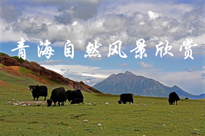 Qinghai Natural Scenery Appreciation