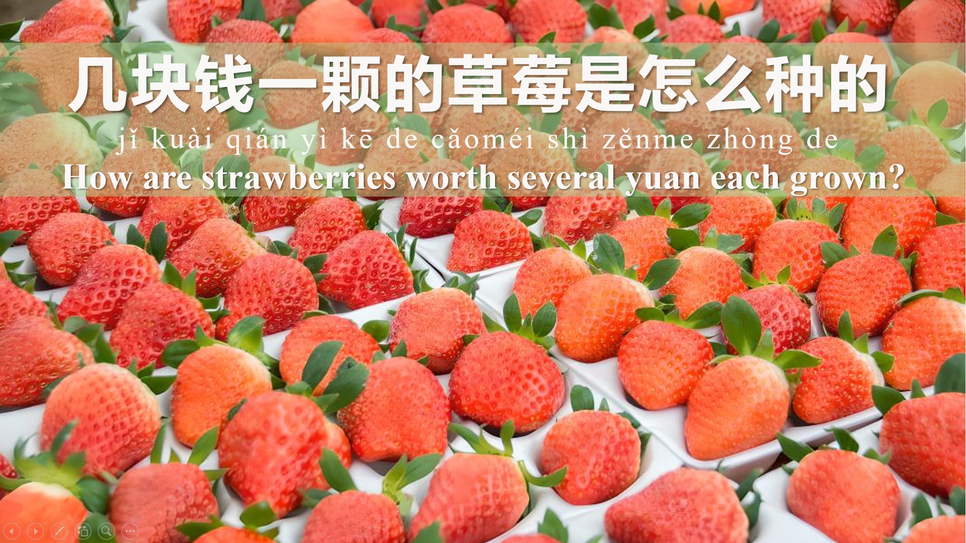 How are strawberries worth several yuan each grown?