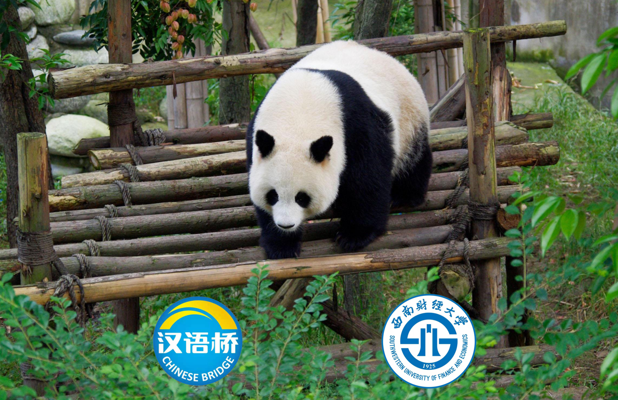 Close Contact with Panda “Gun-gun” at Chengdu Research Base of Giant Panda Breeding