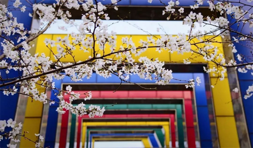 Cherry Blossoms and Rainbow Gate  樱花和彩虹门.png