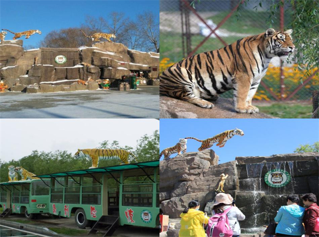 1672214675761752.jpeg 6.东北虎林园内、外景Northeast (Siberian) Tiger Park from Inside and Outside.jpg