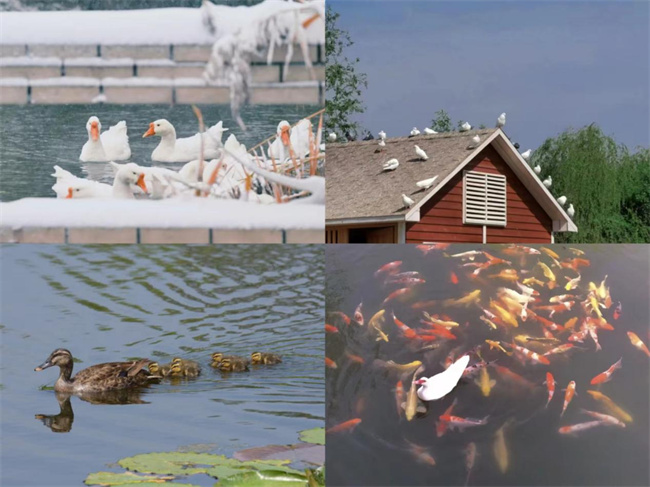 9.2 生态校园.jpg