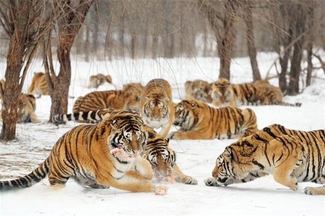 1675145198925692.jpeg 东北虎园.jpg