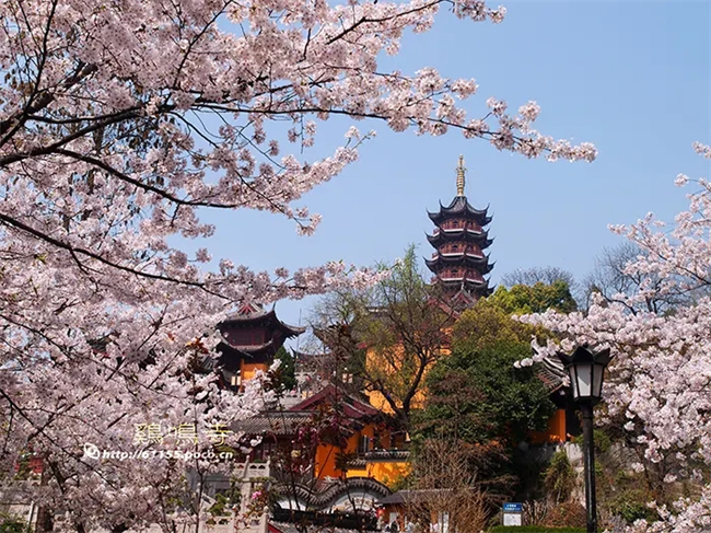 1675238618317598.jpeg 鸡鸣寺.webp.jpg