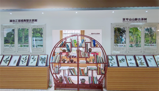 5古茶树资源馆.jpg