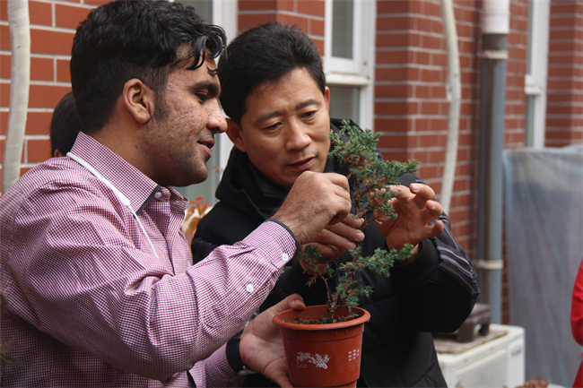 树木造景Tree garden landscaping.JPG